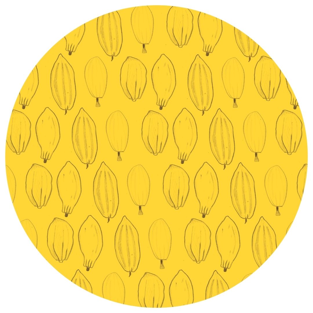 Visuel cacao