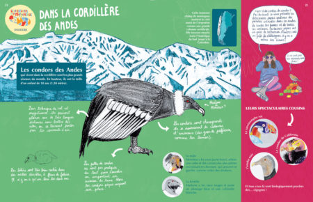 Le condor des Andes